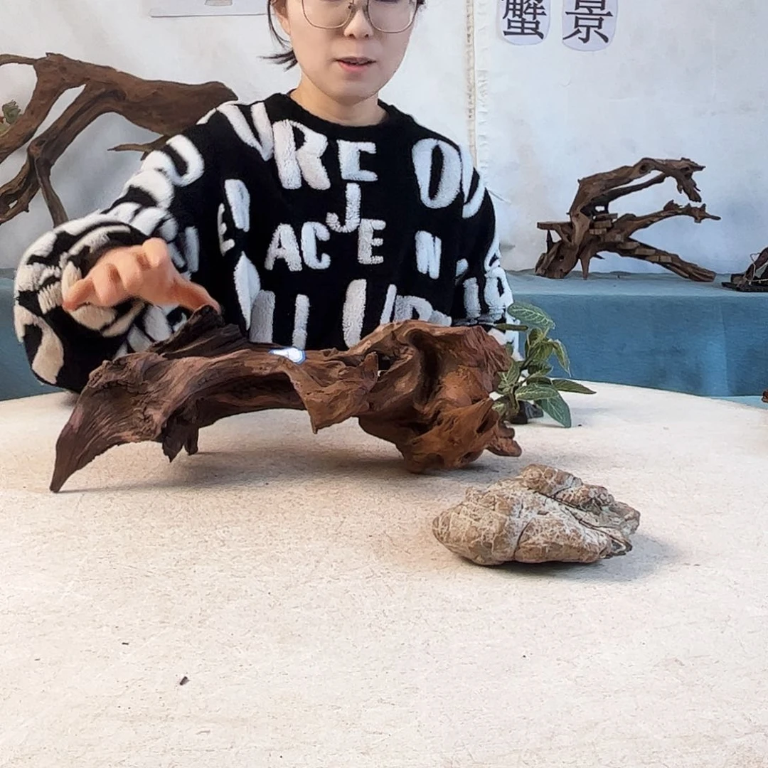 沉木造景爬宠造景