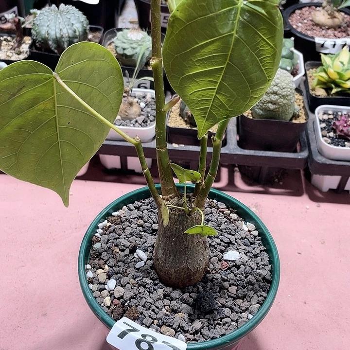 787龟甲木棉块根植物