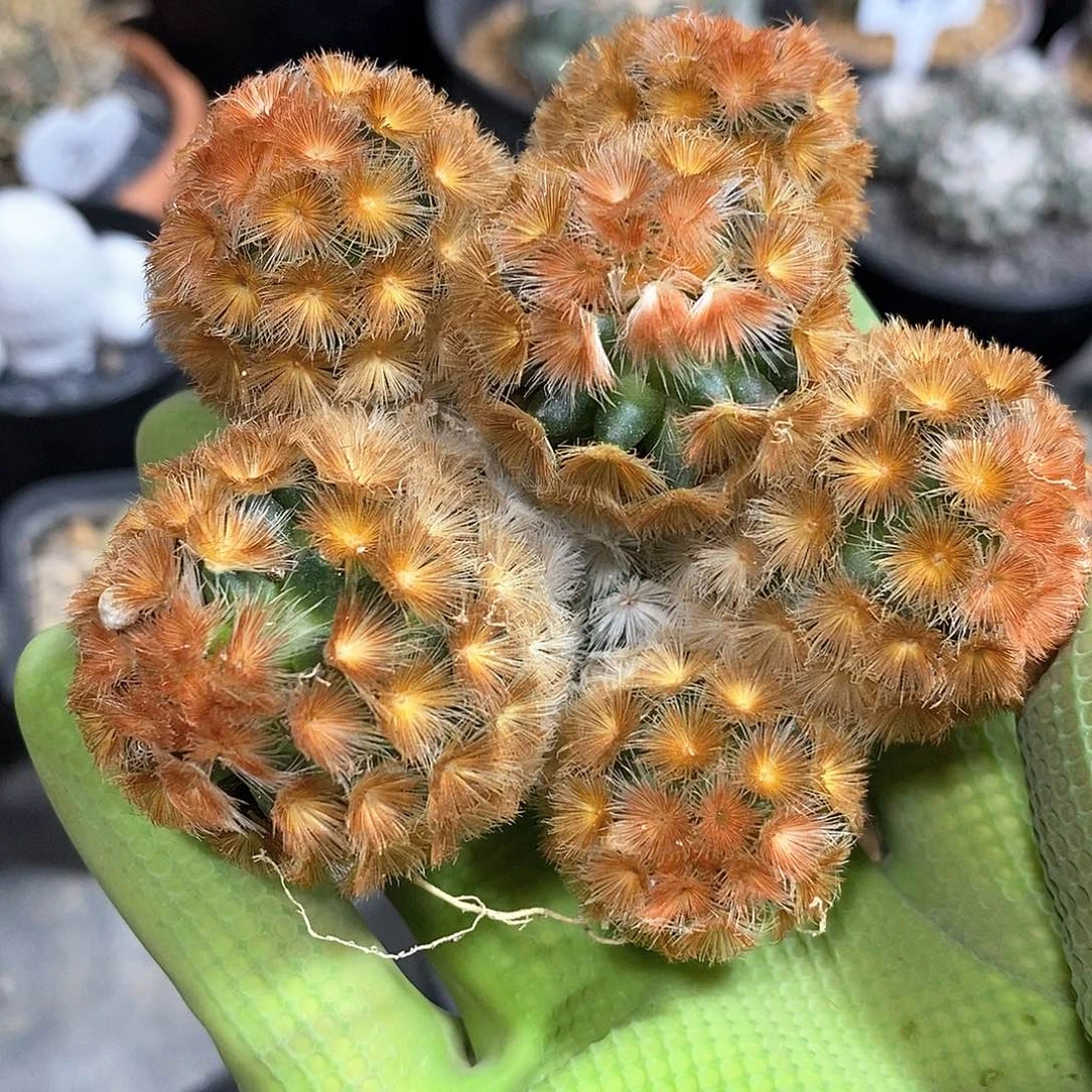 ?****?佛头红刺嘉文丸群