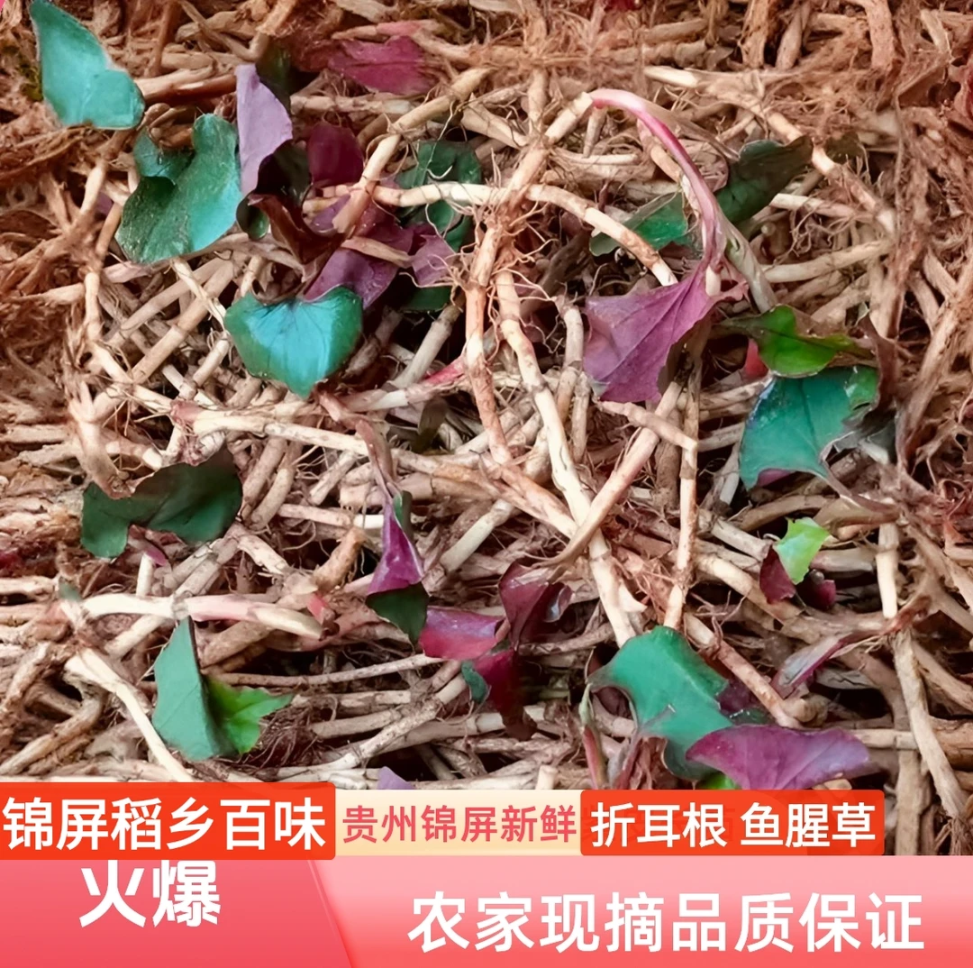 【助农+代购】贵州锦屏新鲜现挖鱼腥草 折耳根特产嫩根可凉拌蔬菜