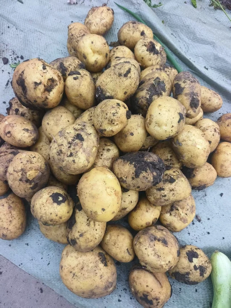 东北二丫黑龙江土豆现挖新鲜黄皮黄心土豆