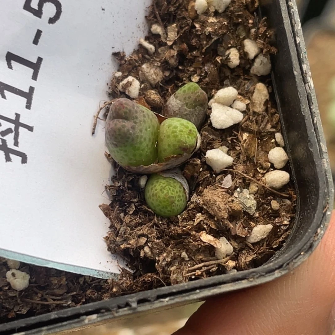 11-59斑马955d苗多肉植物
