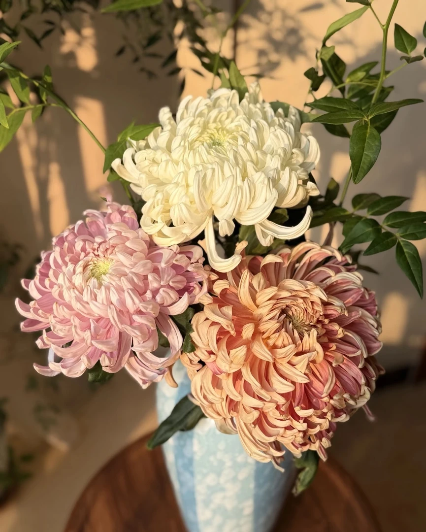 【花起点】维也纳  珠玉  暮雪---大菊