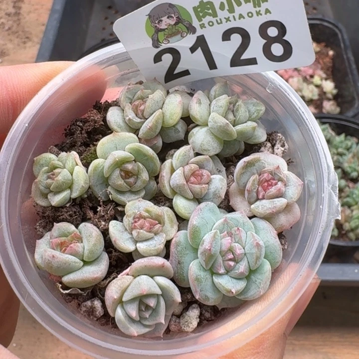 无花朵多肉植物多肉植物
