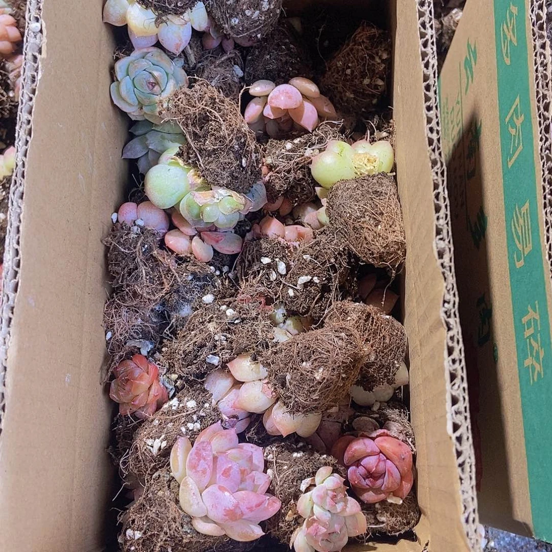 精品小多肉保底40颗