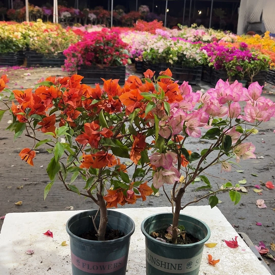 大部分花苞少量开放红桑巴两颗，五宝