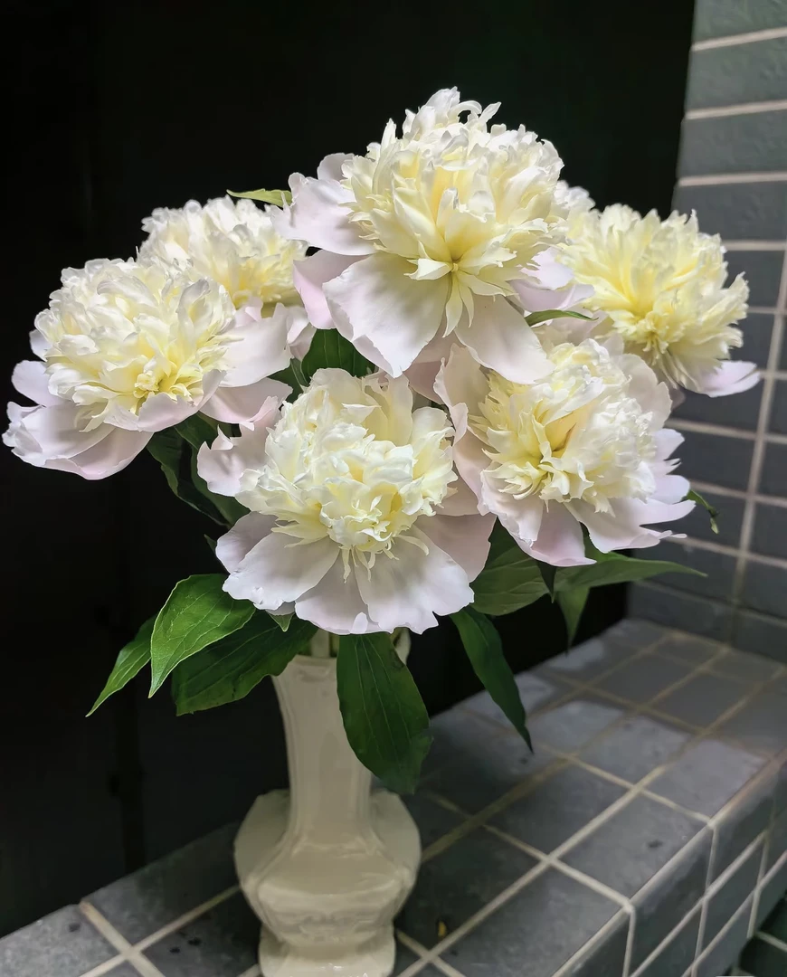 【凤羽洛金池芍药】高品质芍药云南鲜花