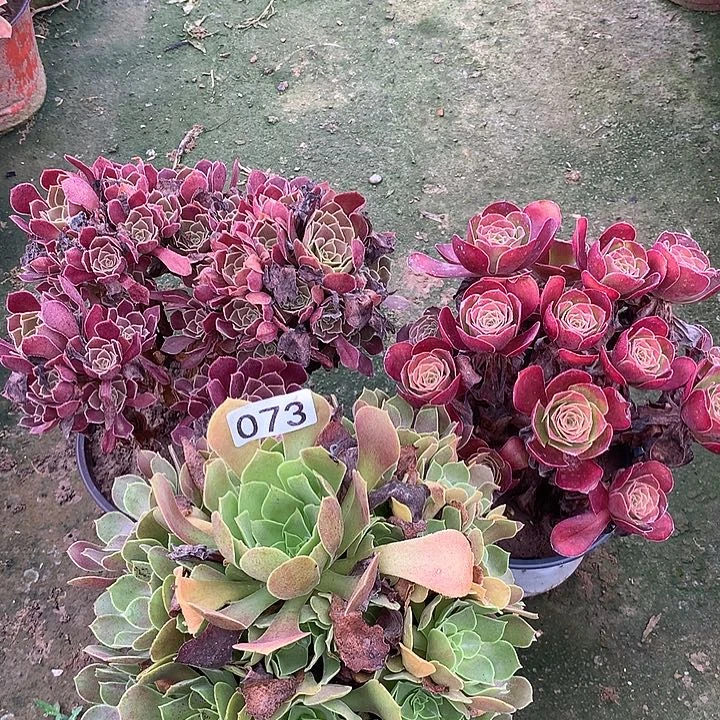无花朵073三颗玫瑰组合多肉植物
