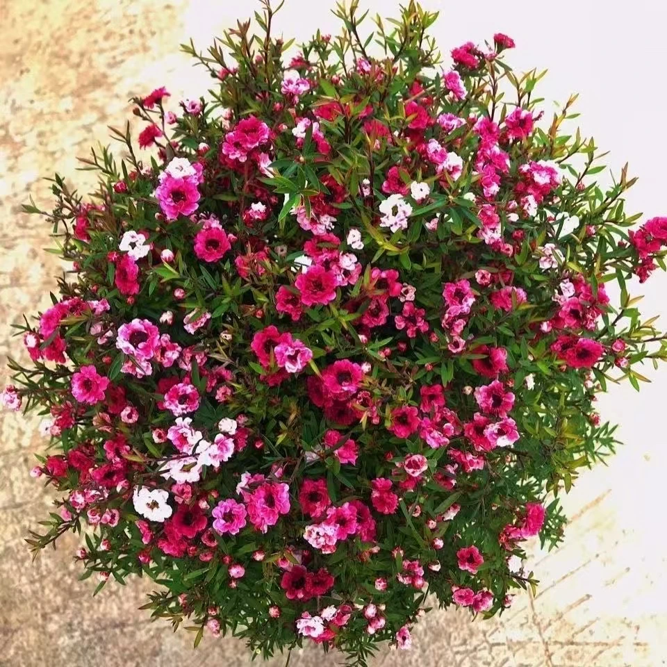 精品澳洲松红梅多色四季耐寒盆栽阳台室内开花植物木本花卉好养