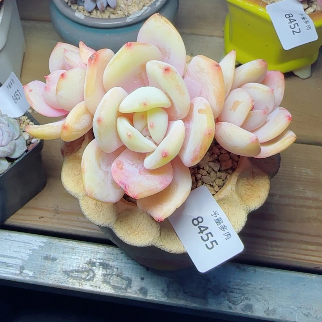 雪茶群福利，8455多肉植物