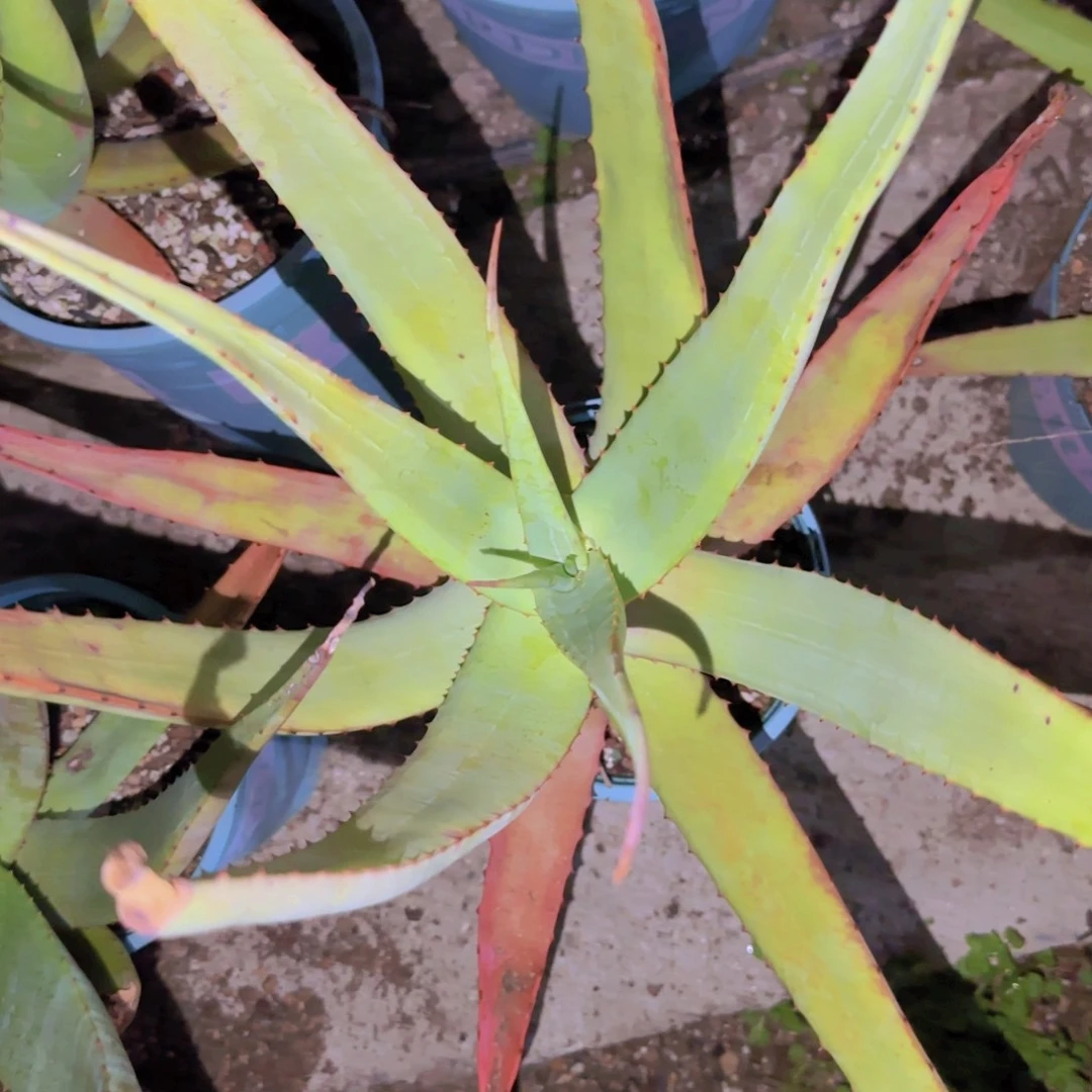 十***时块根植物块根植物