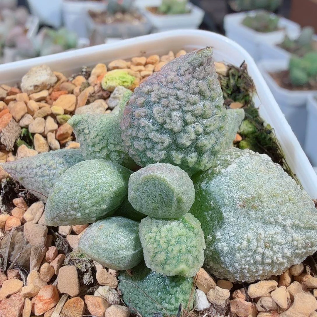 朱杂