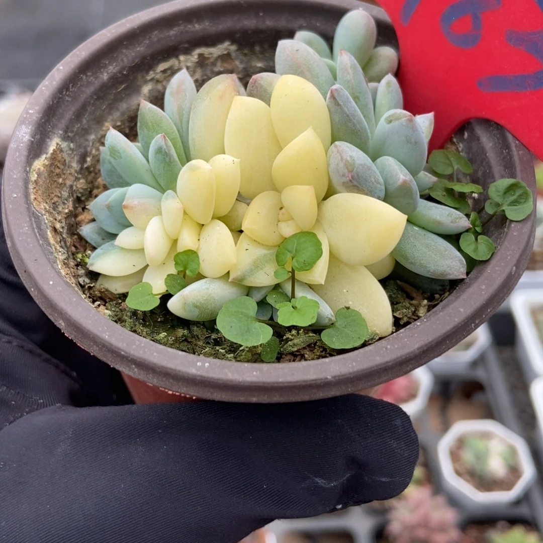 983梦露锦多肉植物