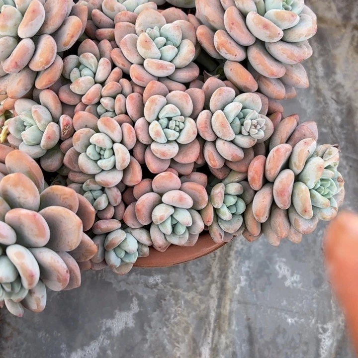 大洛神多肉植物10-1