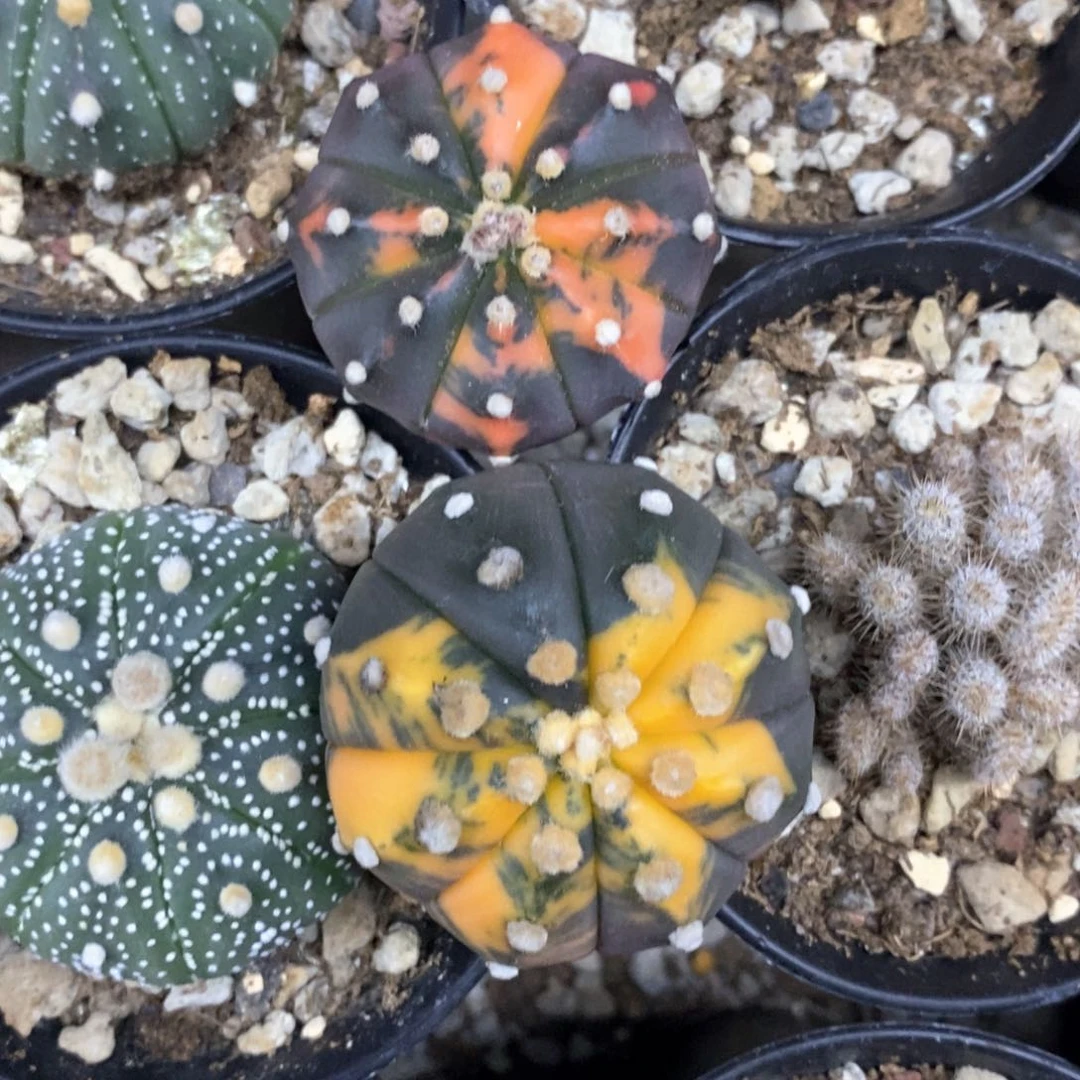 果*儿仙人球的世界两个