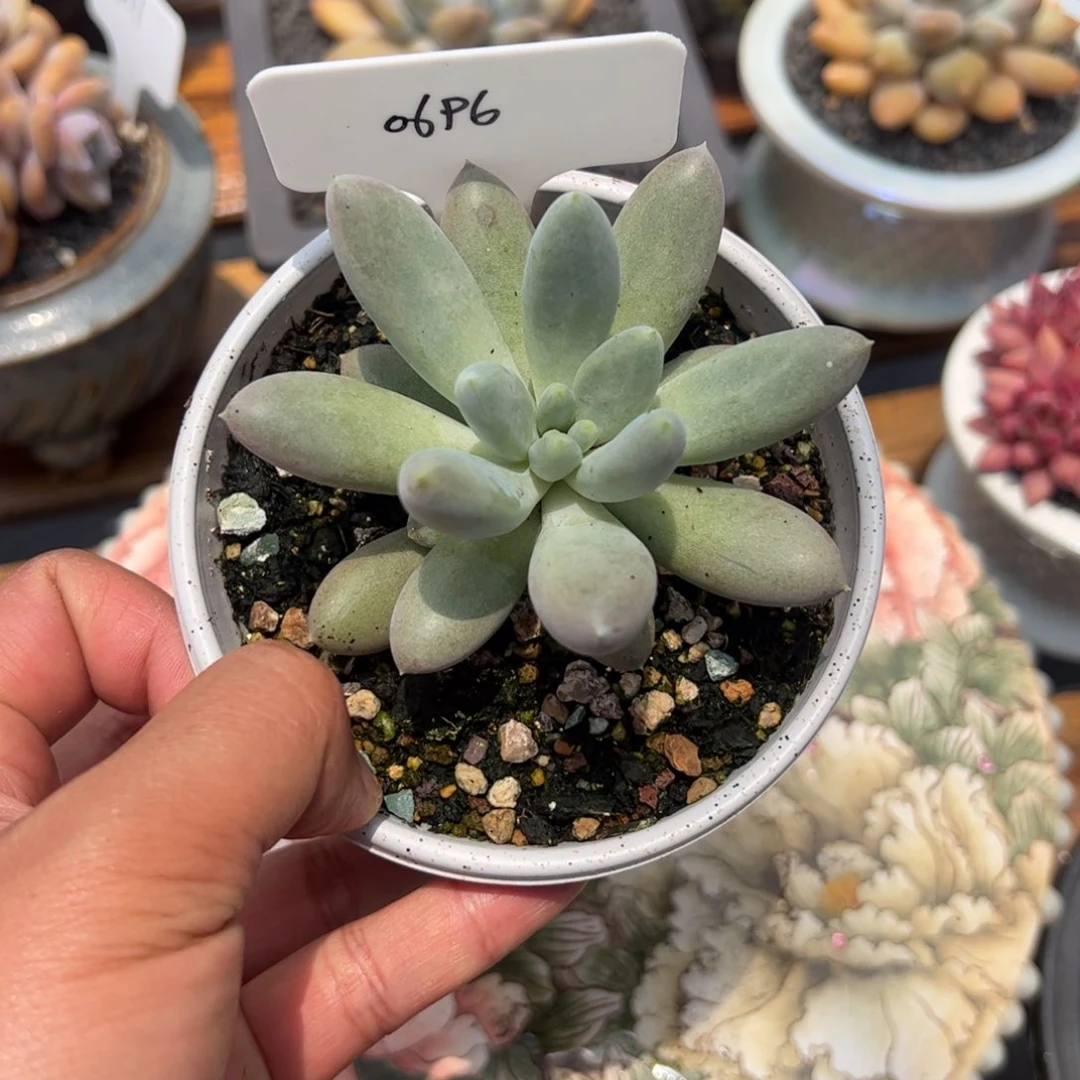 哥特满68包邮0696