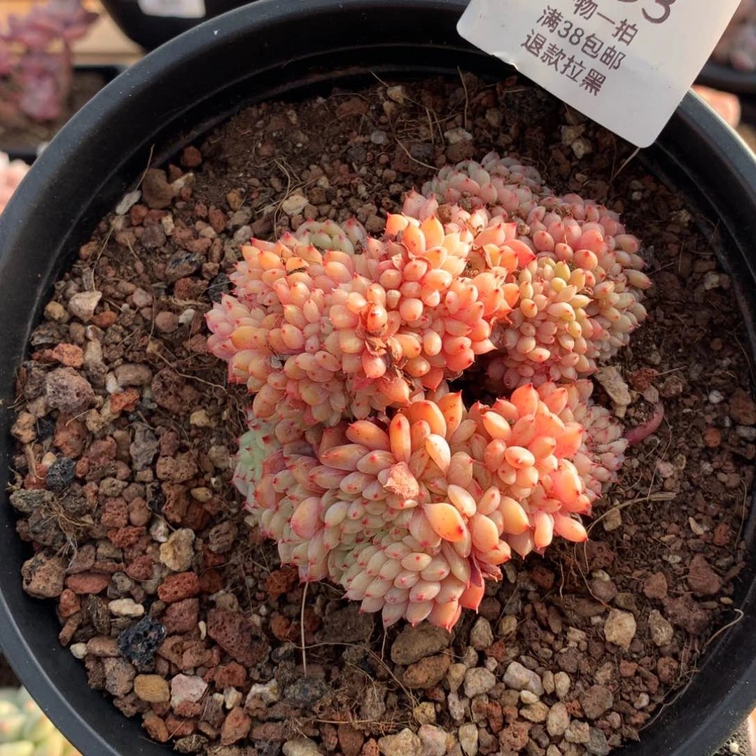 九厘米白胖子缀2993