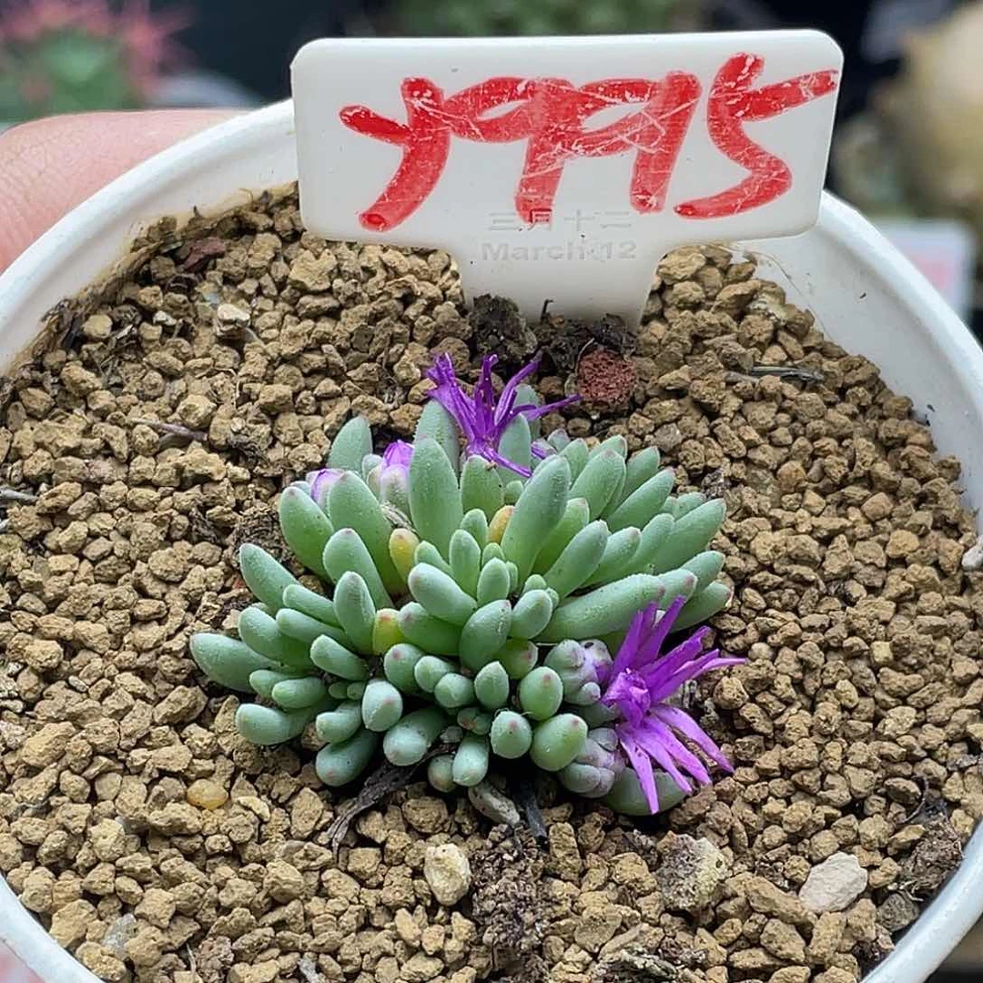 虞***逝粉丝专拍仙人球 葵珊瑚