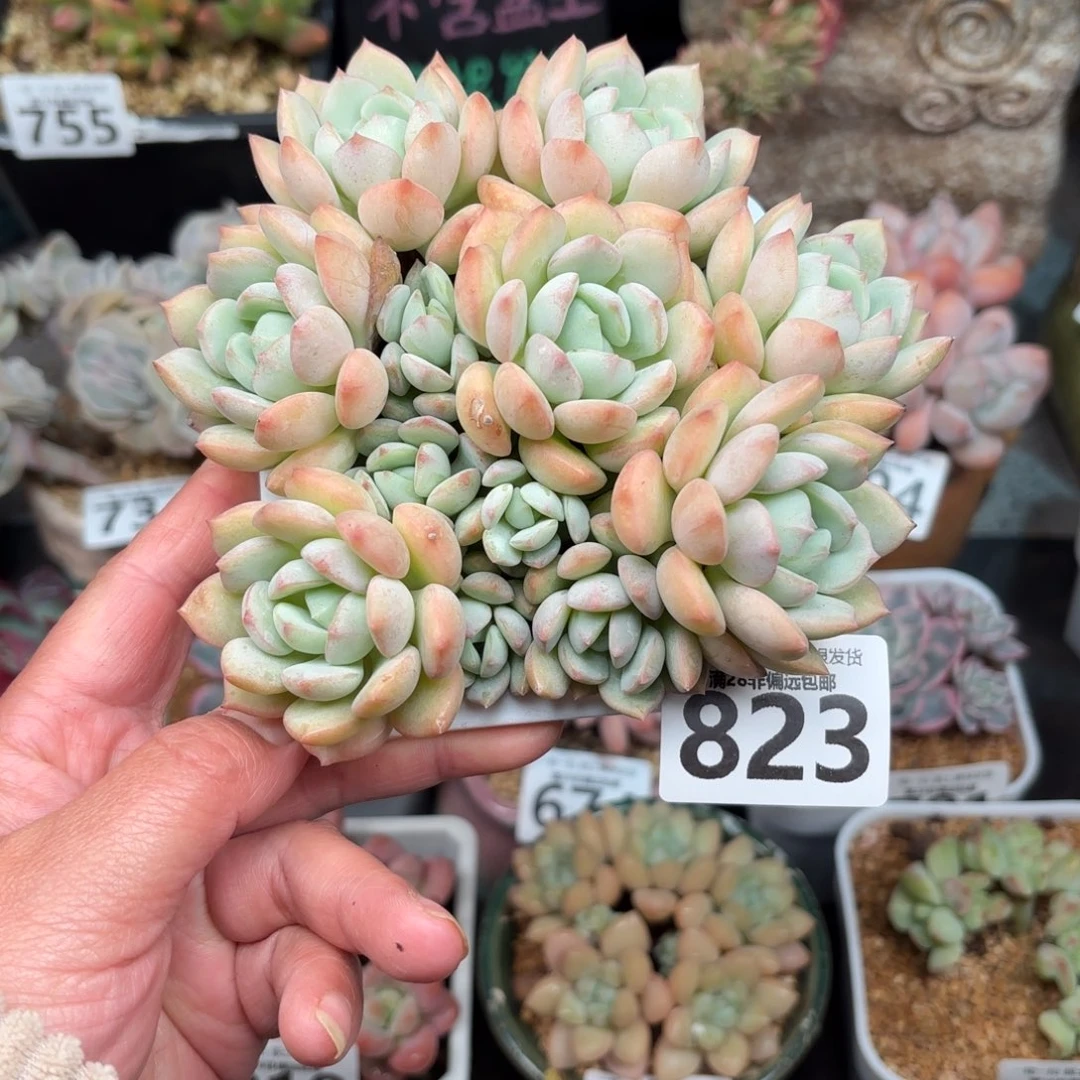 蜜桃格林无盆土发货