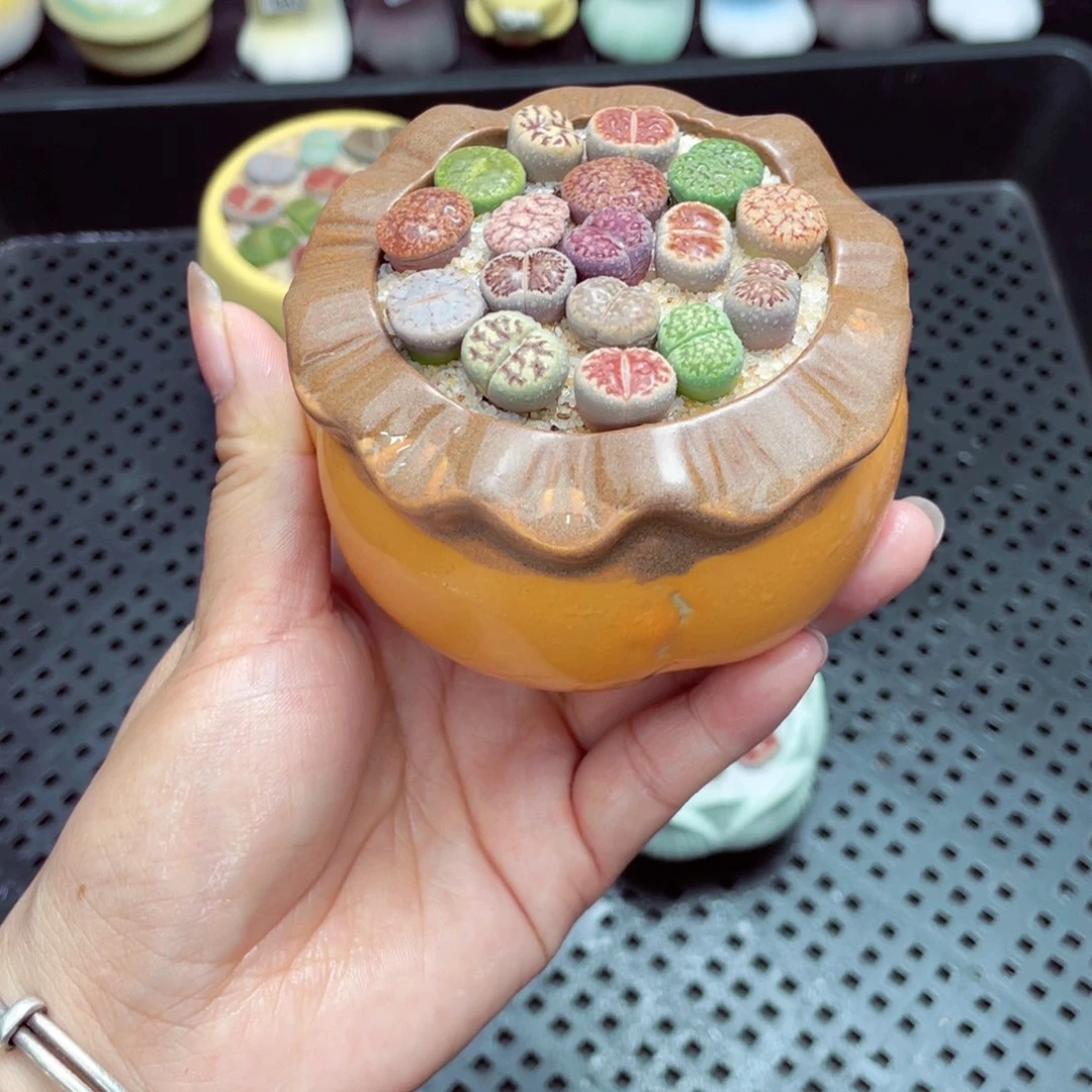 w5107盆微瑕 带盆土发货一物一拍