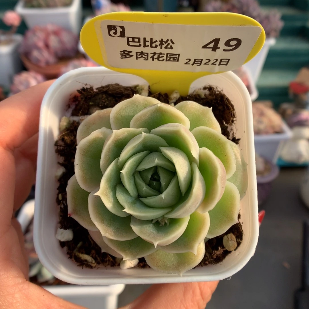 49虾饺多肉植物一个