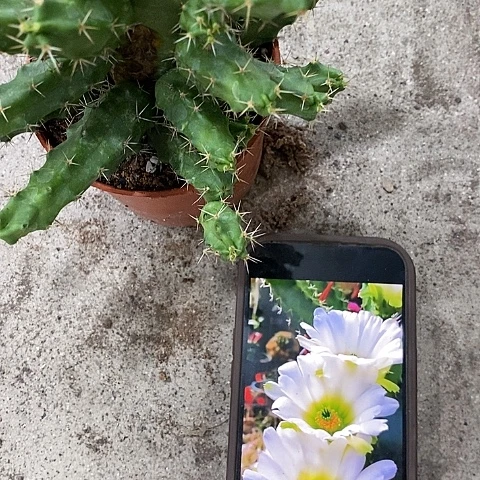 白美花角,257899000