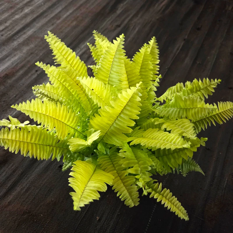 黄金波斯顿蕨高颜值垂吊植物适合客厅阳台摆放的绿植耐阴蕨类植物