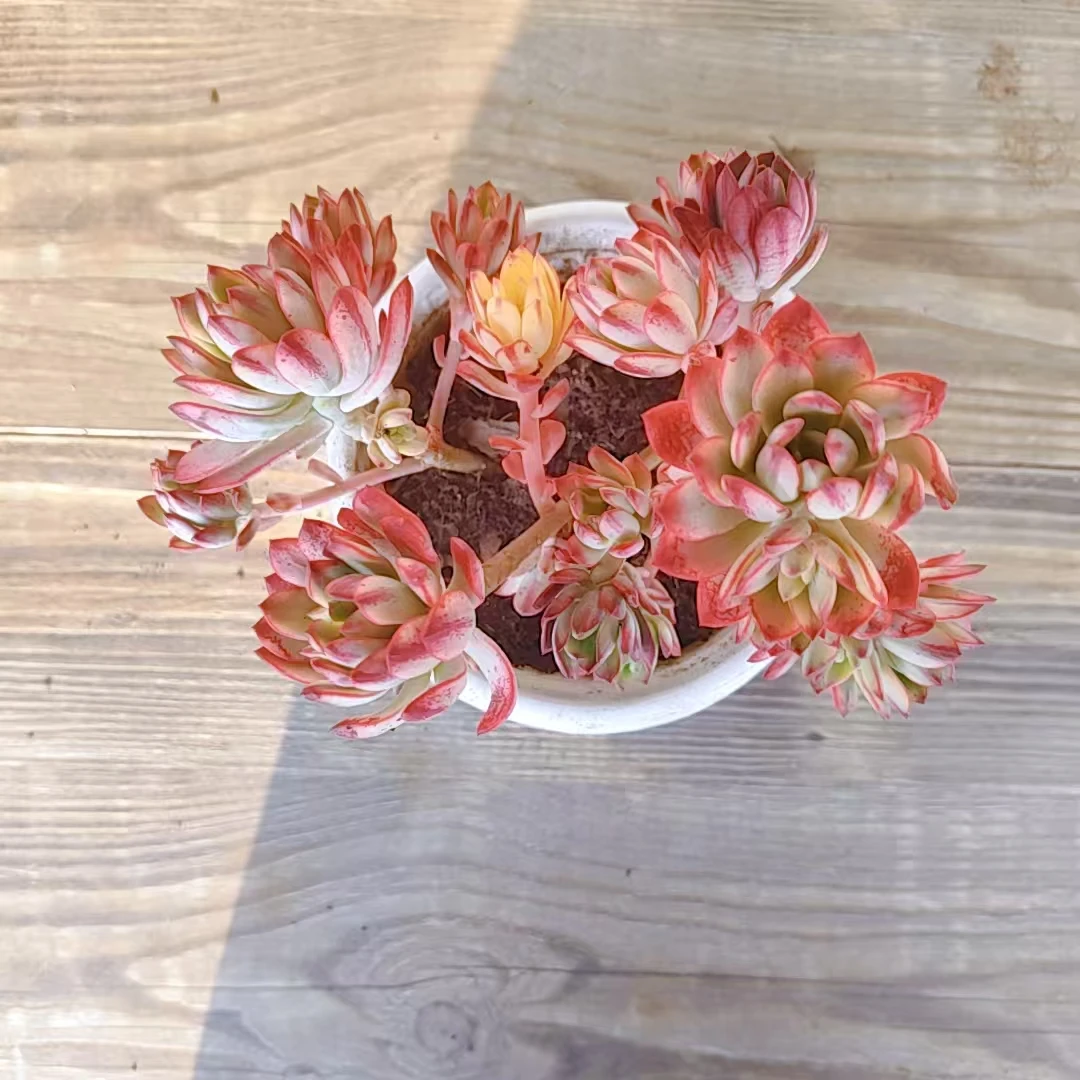 【叮当锦 多肉 满9.9包邮 】阳台露台绿植栽种养护