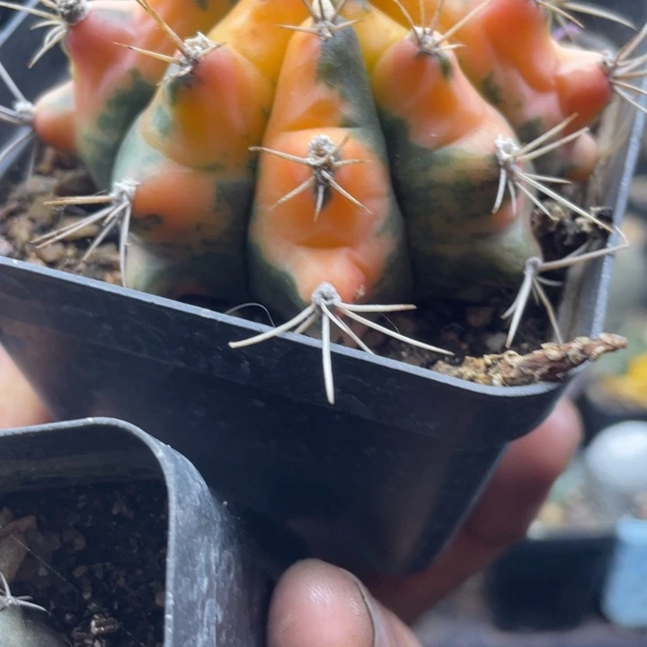 实生菲牡丹锦超大一颗
