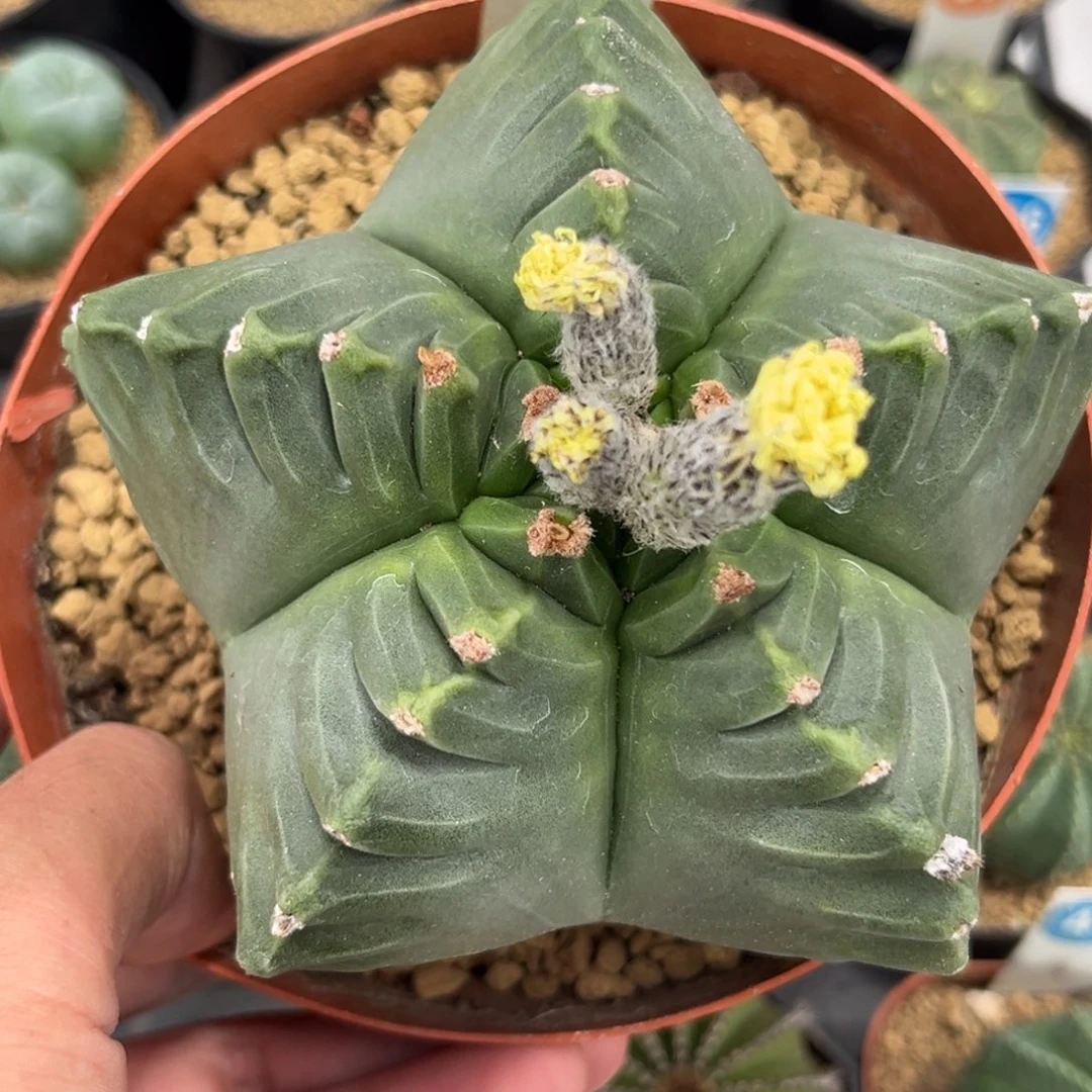 78龟甲鸾凤玉带盆带土