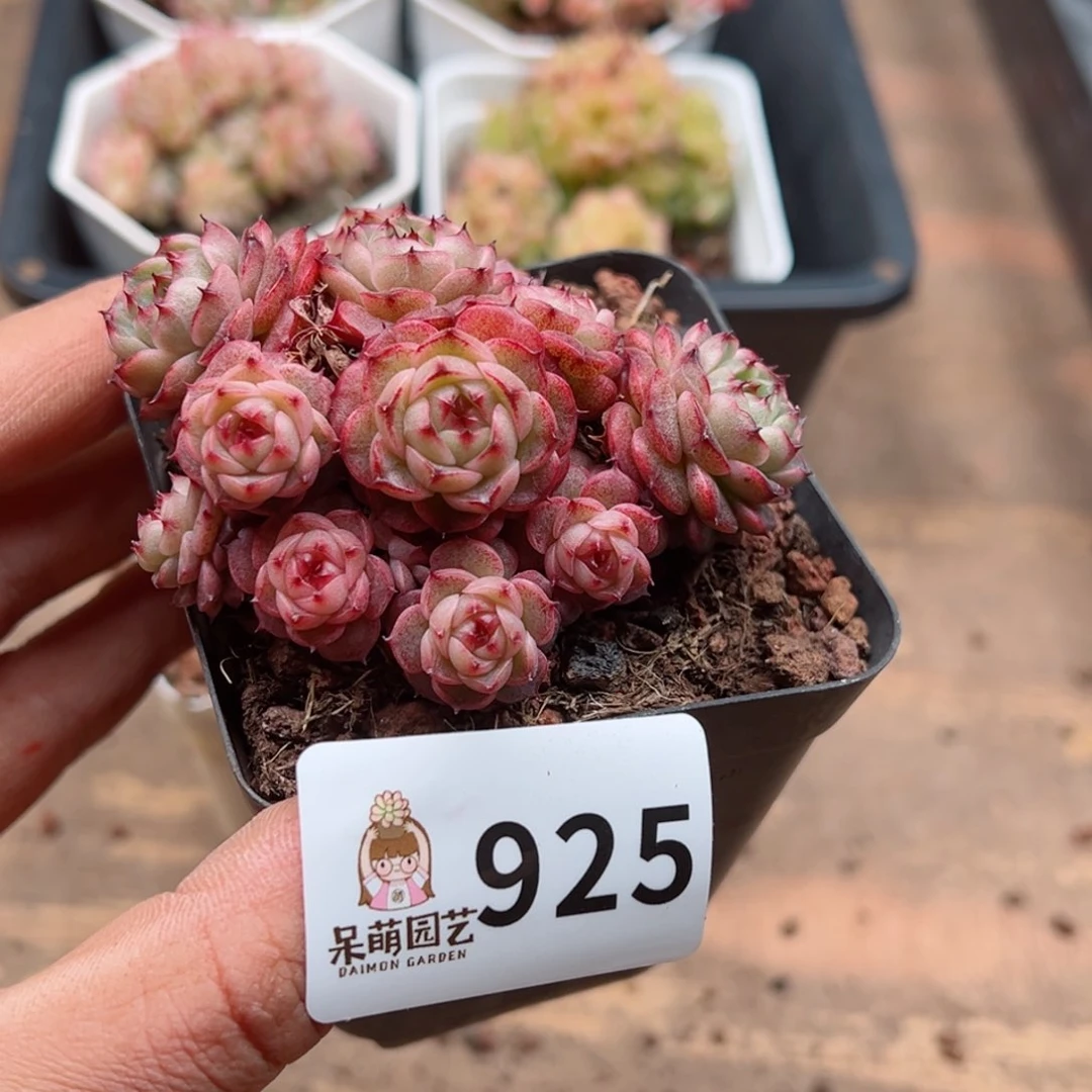 多肉植物多肉植物