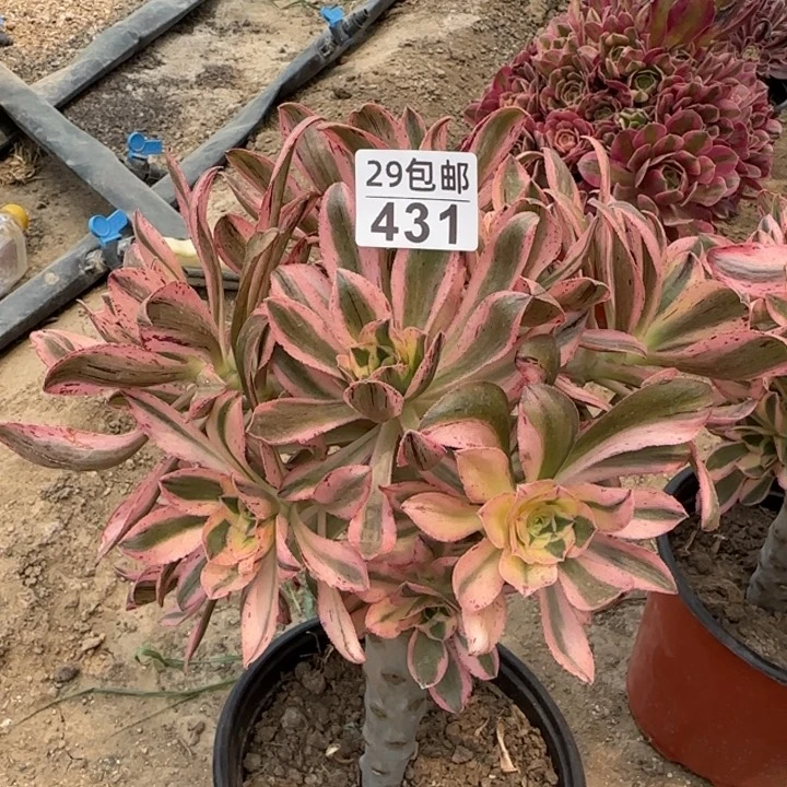 艳姿锦……多肉植物……