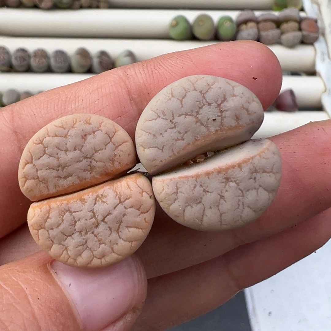 雪***812.10好看的多肉脱土发货658