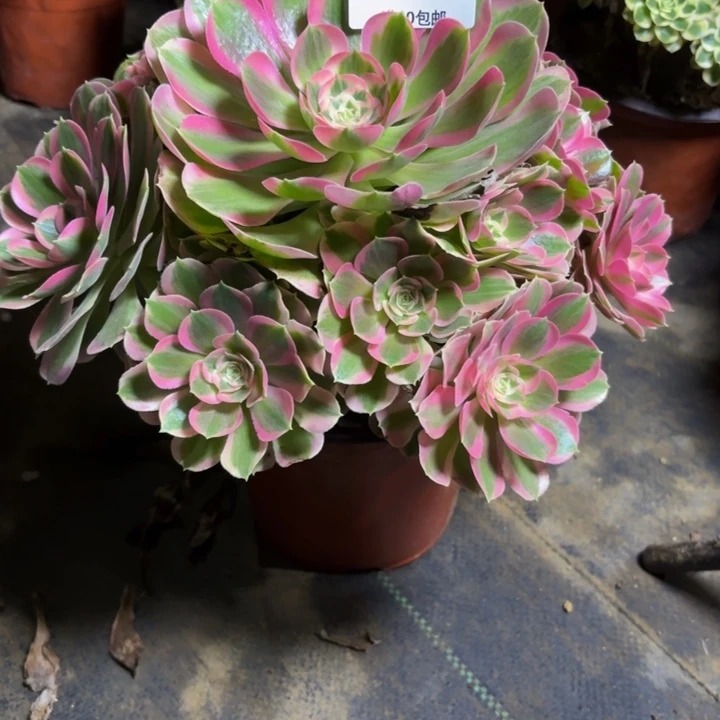 瑞妈，。。。。。。115布，