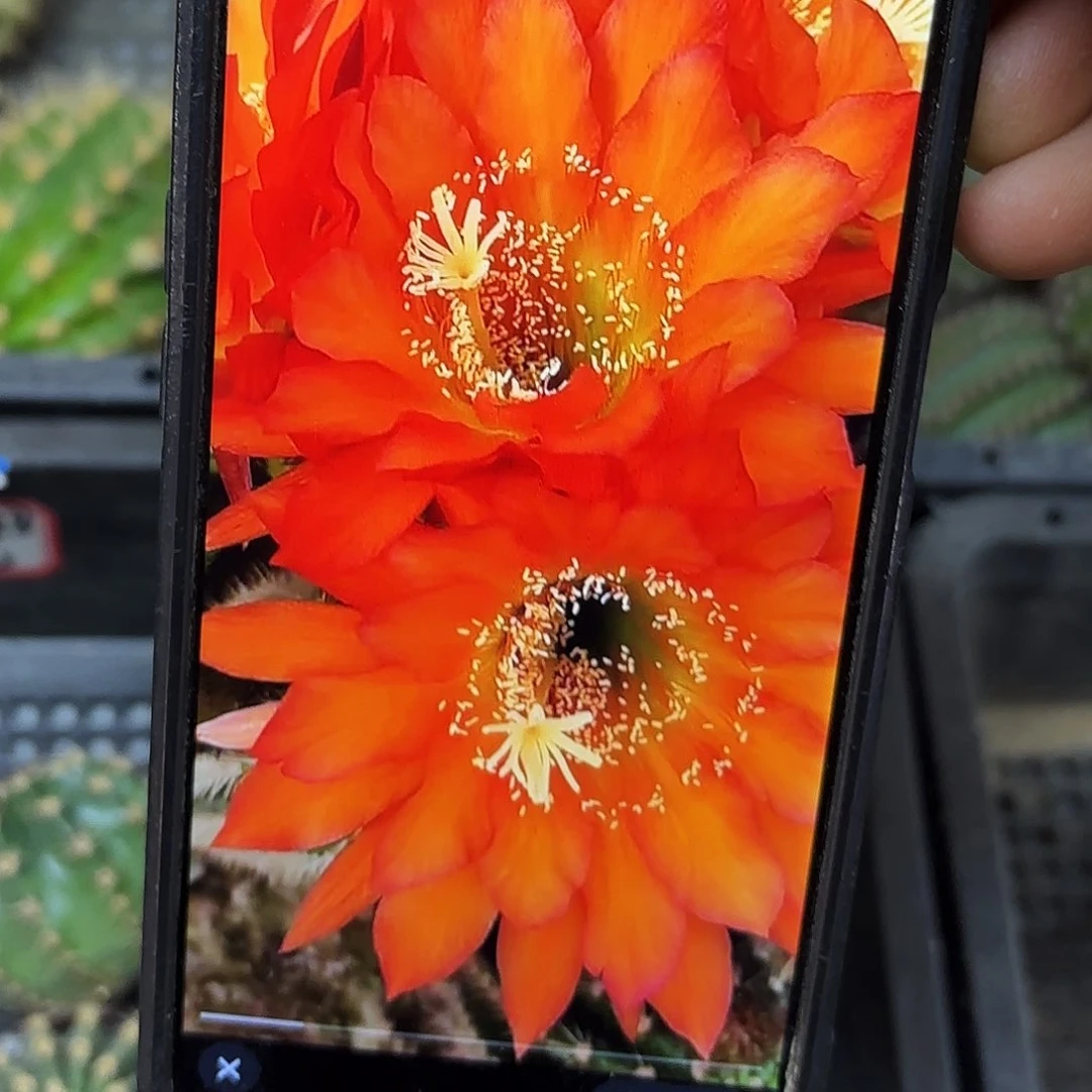 日落毛品侧牙20包邮56