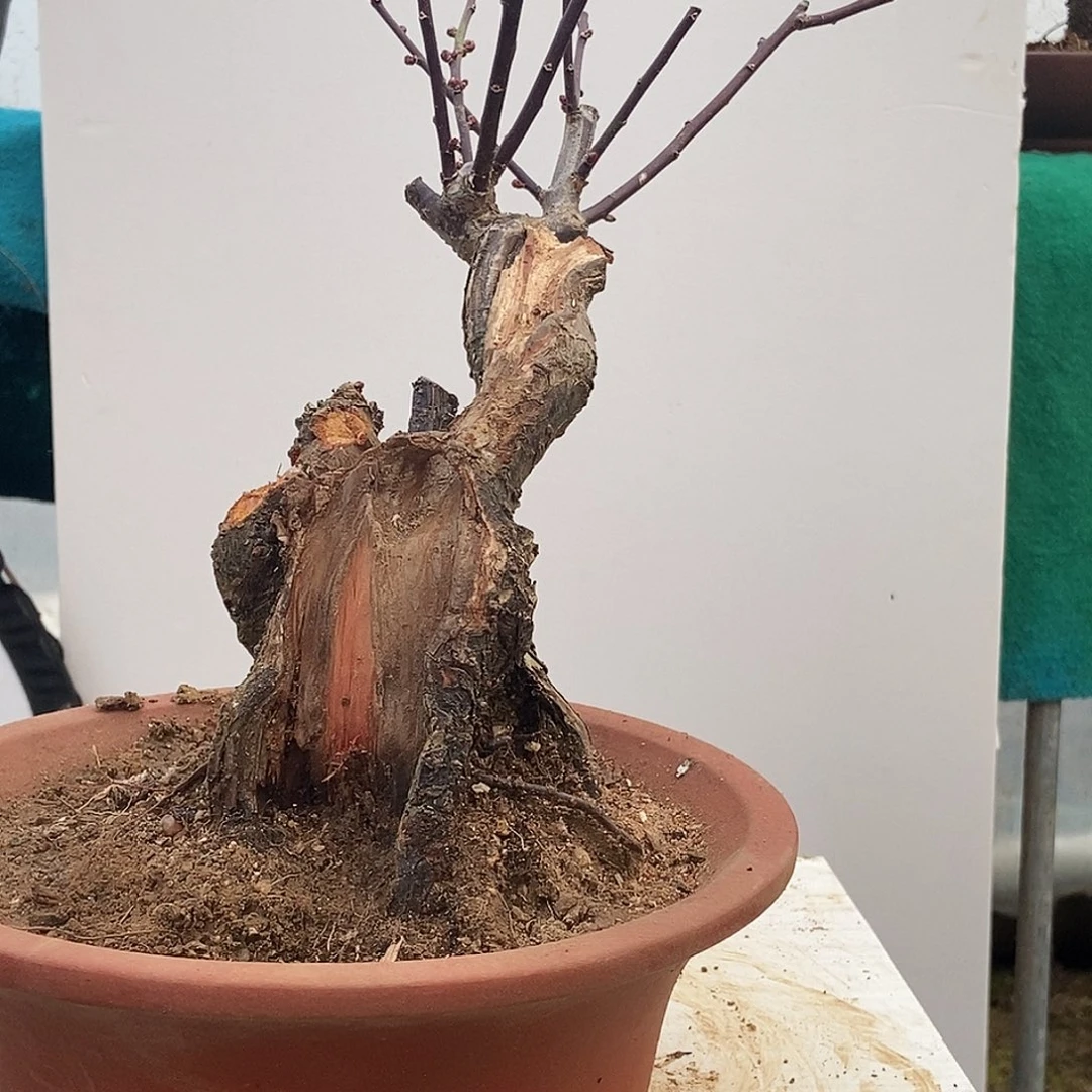 用***6全部花苞野梅嫁接乌梅