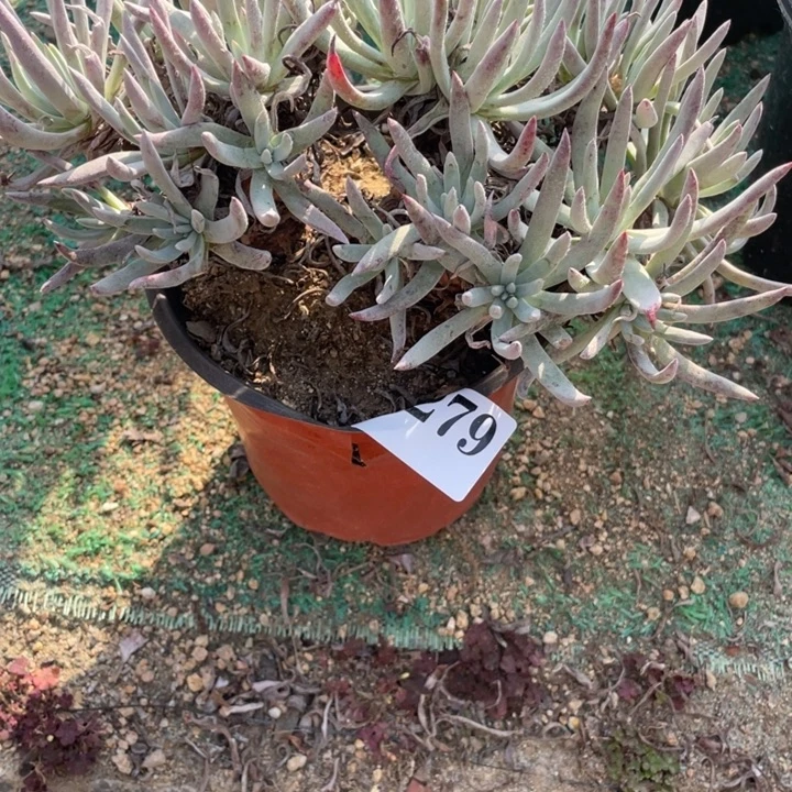 279号爱杜丽丝多肉