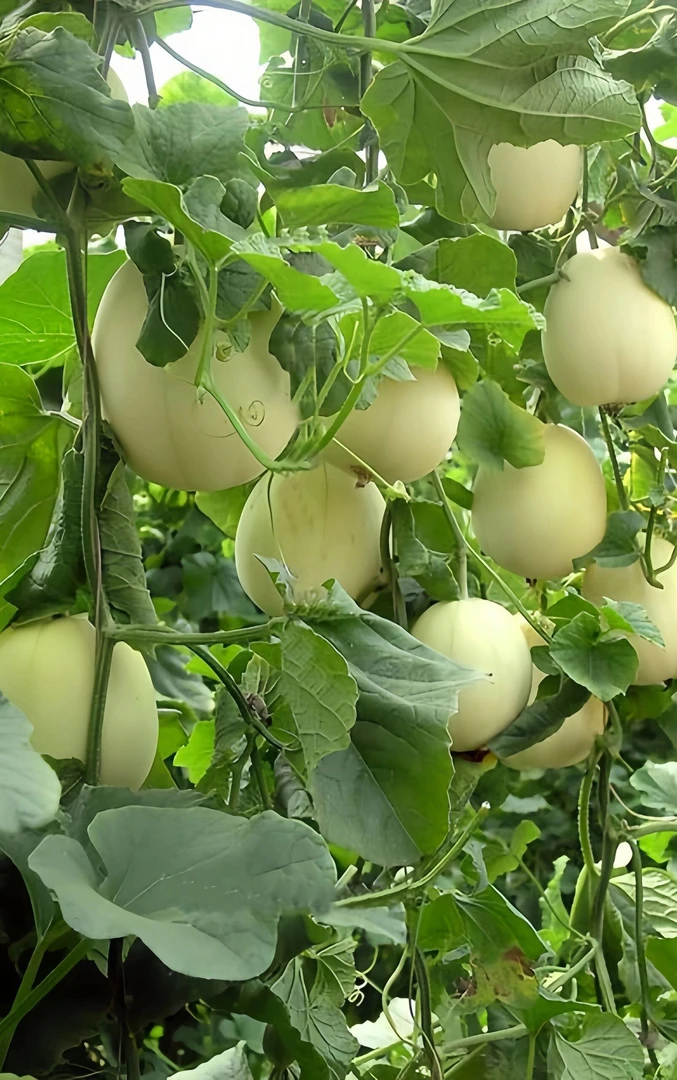 何老三代卖本地农户新鲜甜瓜