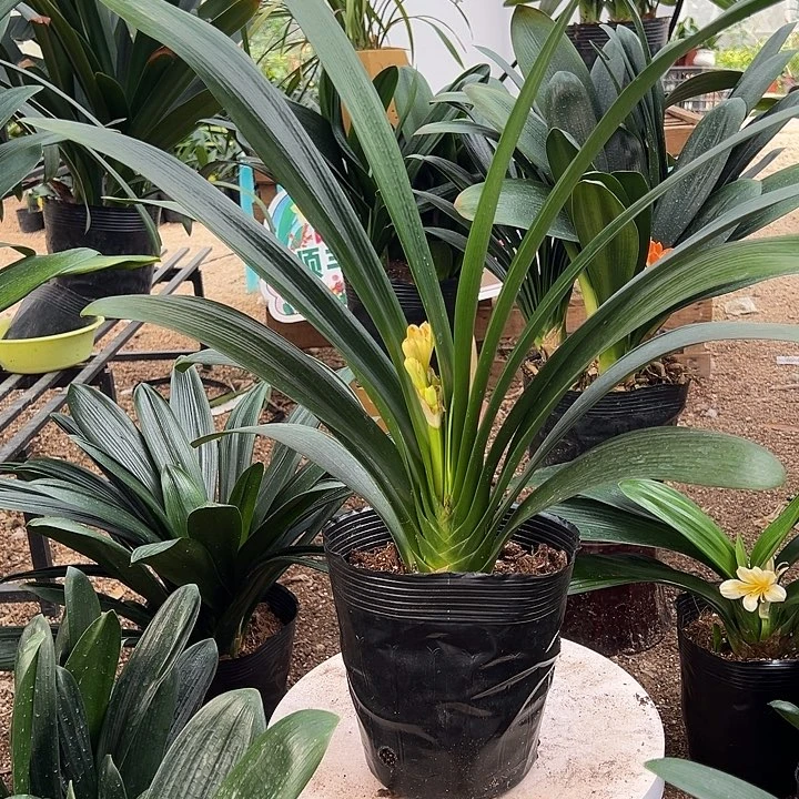 完全开放黄花君子兰