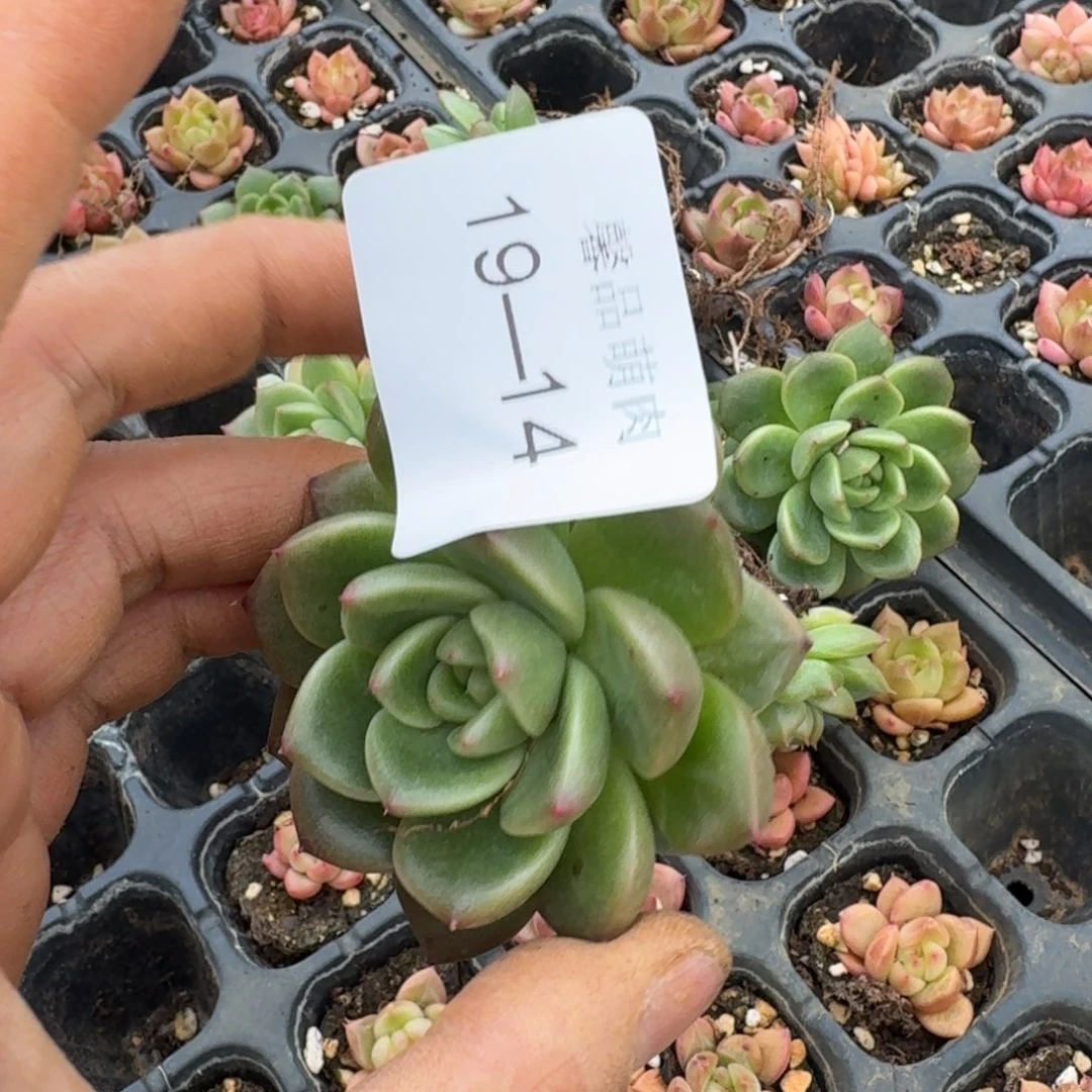 19-14绿姬绿菜十棵量拍