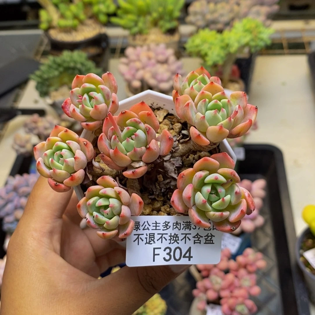 304苯巴蒂斯多肉6c m