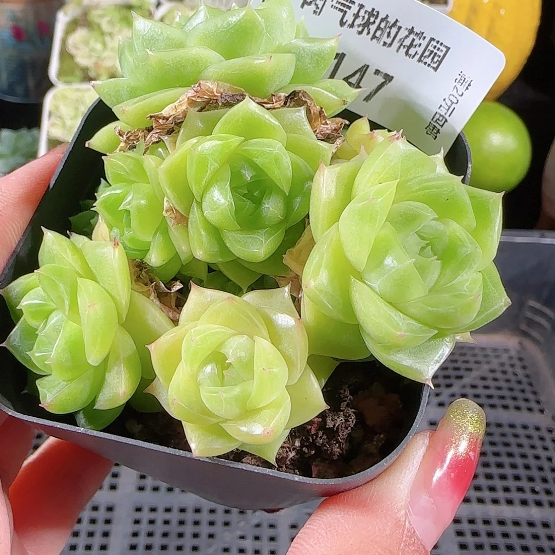 0916---147麦秆不包整