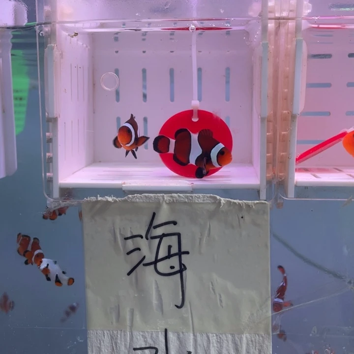 海水鱼精品玛瑙2条4左右