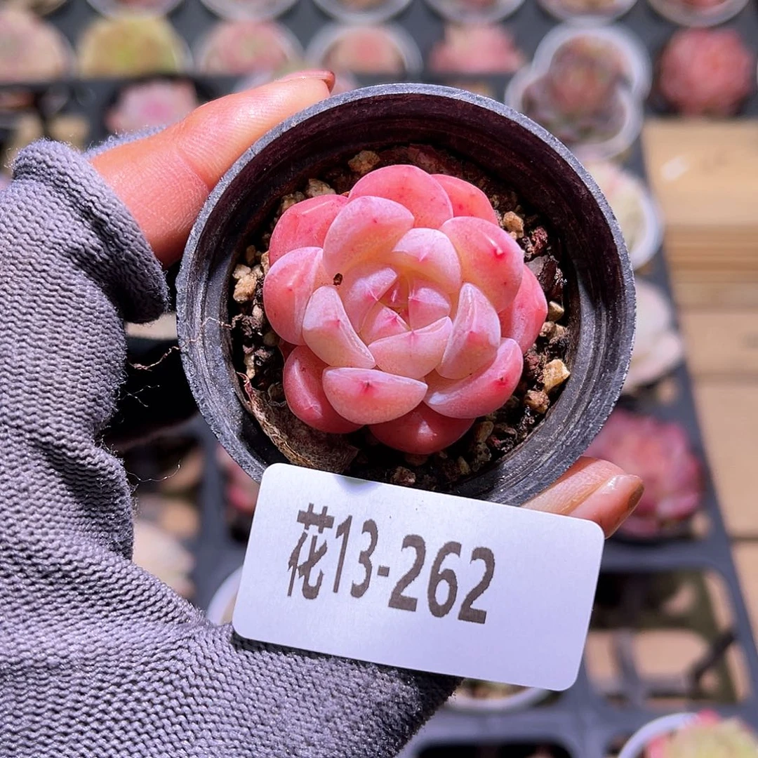 花13-262冰娃娃单头