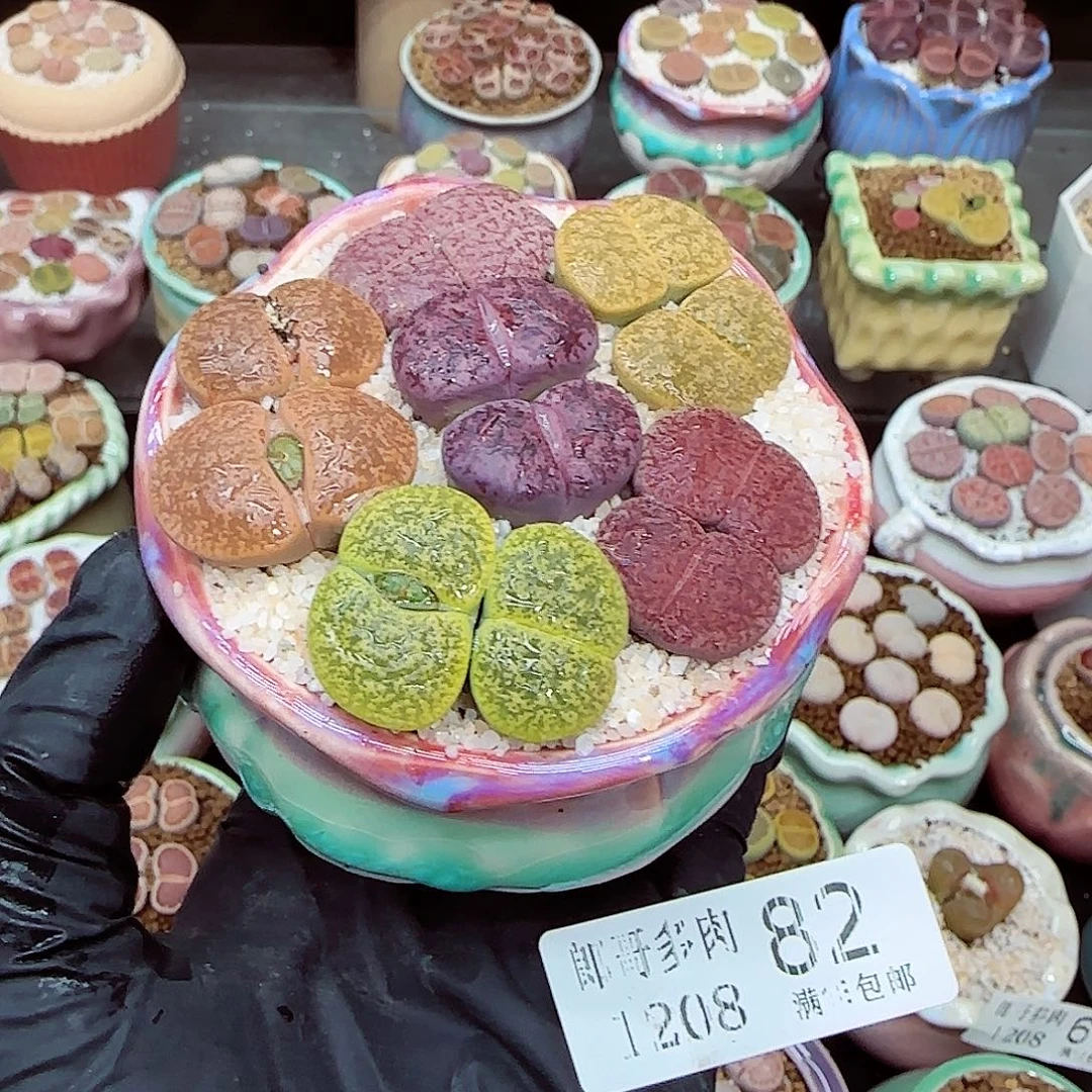 !***！生石花满18包邮1208-82