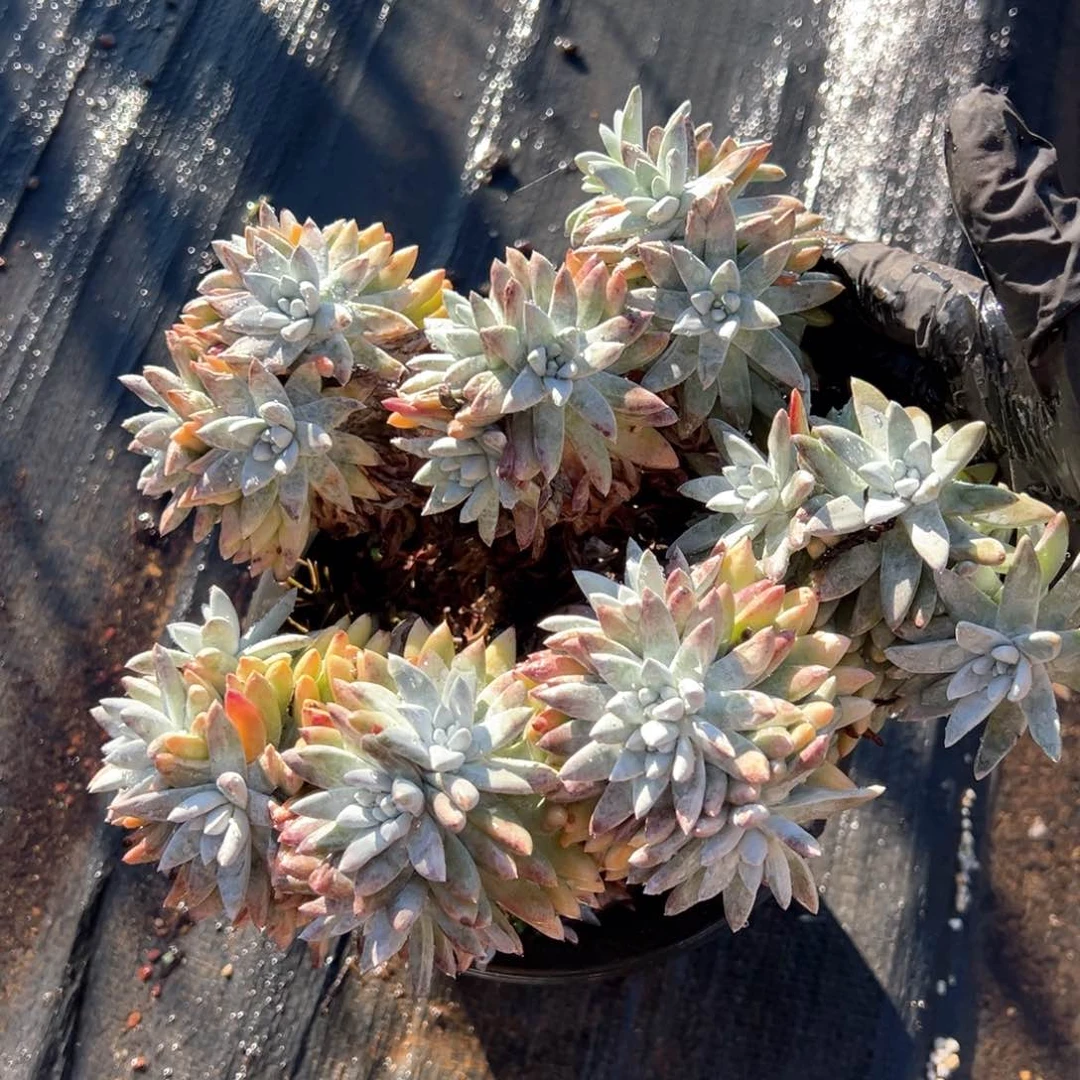 142哈哈哈哈哈哈哈