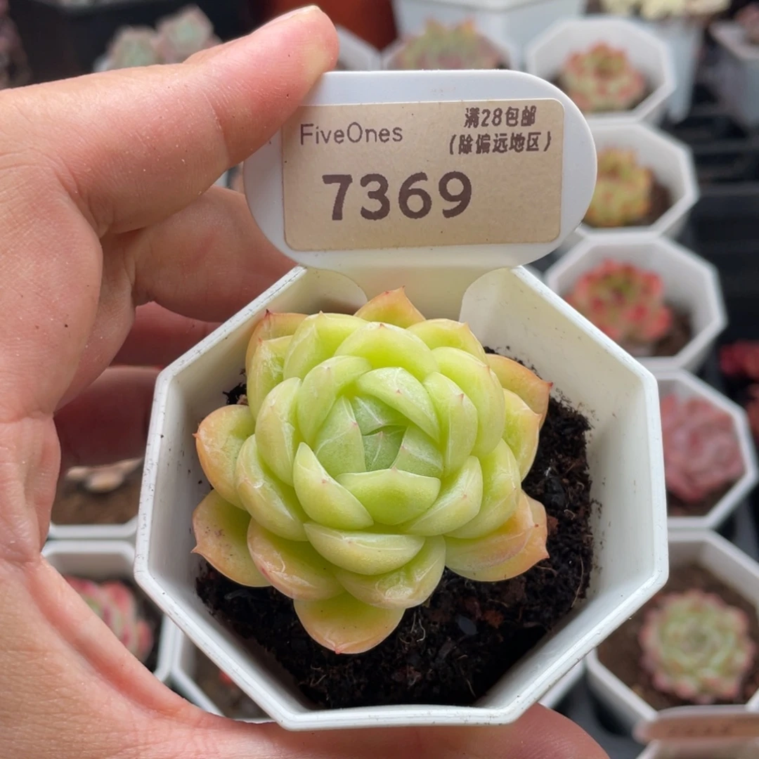 玉玲珑7369-5.5厘米