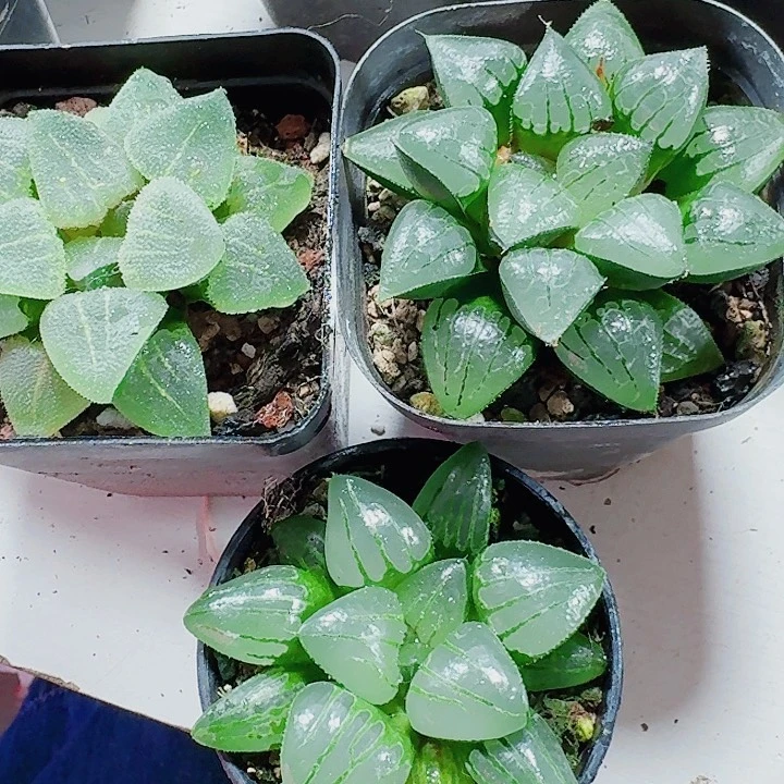 轩***鸭无花朵翠贝➕翠虎➕照姬福利