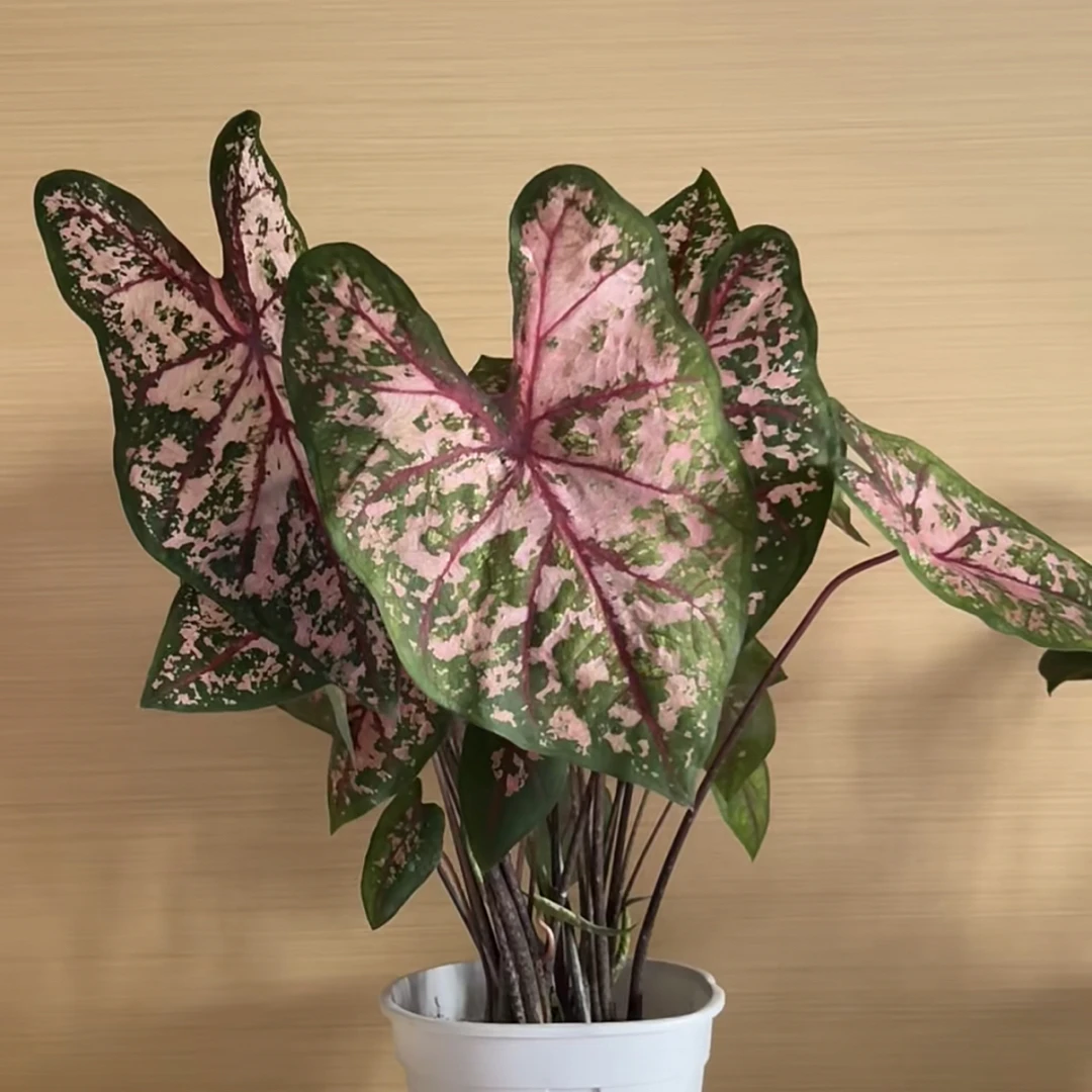 【小苗】卡洛琳娜彩叶芋红斑观叶植物网红室内绿植盆栽