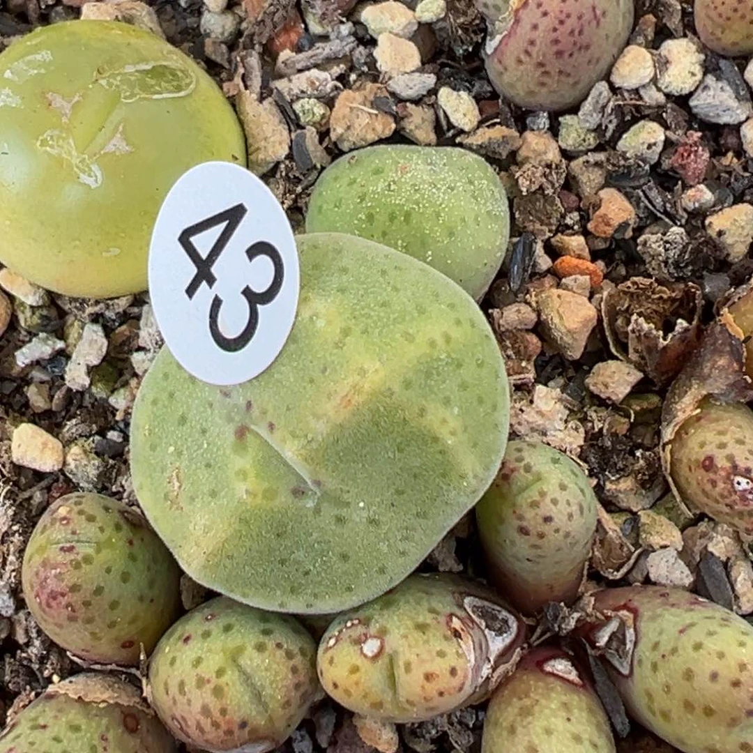 多肉植物1111111111111